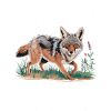 Coyote Animal Funny