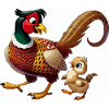 Pheasant male with child
