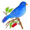 Blauer Vogel