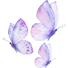 Purple Butteflies