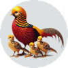 Golden pheasant with young