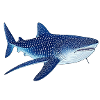 Requin-baleine
