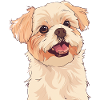 Dog Border Collie A