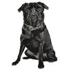 Mops