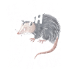 Opossum Possum Animal