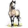 Ridning Hest Hest Stald Vilde heste