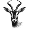 Antilope