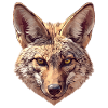 Jackals Jackal