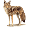 Jackals Jackal