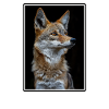 Jackals Jackal