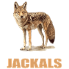Schakale Schakal
