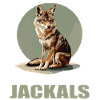 Jackals Jackal