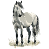 Cheval Chevaux Équitation Cavalier