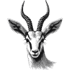 Antelope