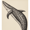 Whale anatomy