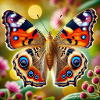 Schmetterling. 00x