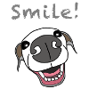 Pooch Smile Illustration, italian greyhound 