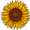 Sonnenblume