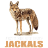 Jackals Jackal