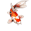 Koi Koi Carp