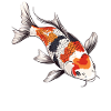 Koi Koi Carp