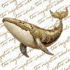 Baleine dorée