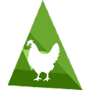Chicken, chicks, poultry