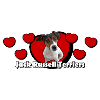 Jack Russell Terrier
