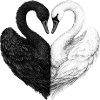 Swans in Love