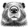 Beaver