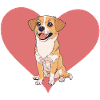 Chien Chiens Teckel