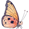 Papillon Animaux Papillons