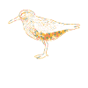 Sandpiper Geometric