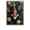 Koi Koi Carp