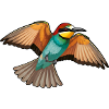 Bee-eater Merops Apiaster