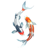 Koi Carp