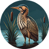Bittern Botaurus Stellaris Heron
