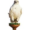 Beautiful white gyrfalco