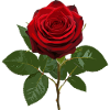 Red rose deep red