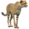 Gepard echt