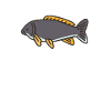 Carp in harmony