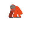 The Wise Orangutan
