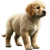 Golden retriever puppy