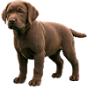 Labrador puppy real