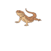 Bearded dragon