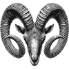 Ram