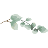 Eukalyptus 2