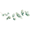 Eukalyptus