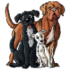 Chiens
