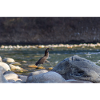 The Heron and the Fish